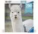 Alpaca- 200pc puzzle